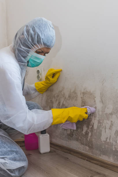  Three Rivers, OR Mold Removal Pros