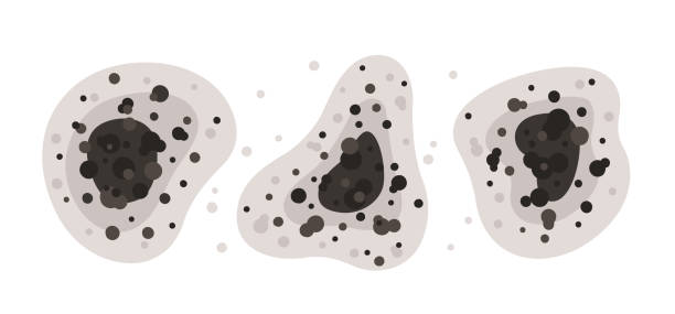 Best Environmental Consulting for Mold Prevention  in Three Rivers, OR