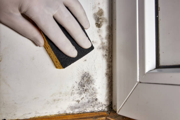 Best Mold Documentation for Insurance Claims  in Three Rivers, OR